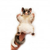 Possum Hand Puppet Hansa